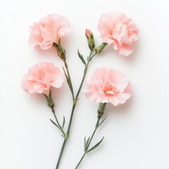 Fototapeta premium four light pink carnations on white background