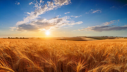 Obraz premium golden wheat field at sunset under a blue sky portraying the beauty of rural agriculture amidst a serene summer landscape