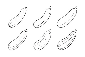 Cucumber (Cucumis sativus) design, labeled line art vector illustration
