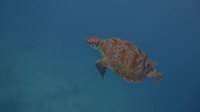 Underwater closeup shot of Green Turtle slowly swimming in deep sark blue water on Gili island, Indonesia. Amazing wild life, marine animals. Deep blue sea ocean wild nature on Bali. Minimalistic shot