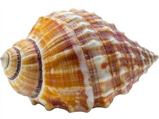 Obraz premium close up of a seashell on a white background