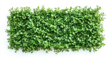 Naklejka premium green plant wall against white background