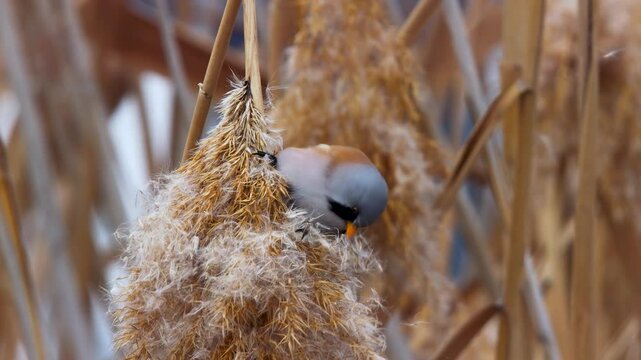 Wildlife - Birds. They feed on bearded reedling (Panurus biarmicus) birds, insects and reed seeds that live in large reeds in wetlands.