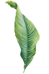 watercolor banana leaf isolated background, tropical green plant illustration, hand painted nature foliage clipart decor