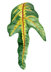 watercolor croton leaf isolated, colorful green yellow botanical illustration, hand painted plant nature foliage decor © Hanna