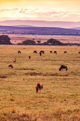 wildebeest in serengeti national park serengeti country