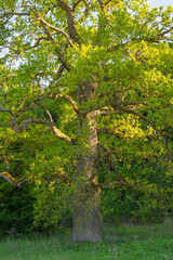 Nature shot of lush green branches of huge old oak tree in Spring
