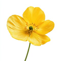 close up of a bright yellow flower