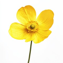 a close-up of a yellow flower