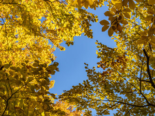  A stunning view of autumn treetops captured from below, with a bright blue sky in the center surrounded by vibrant yellow, orange, and green leaves, showcasing the beauty of fall.