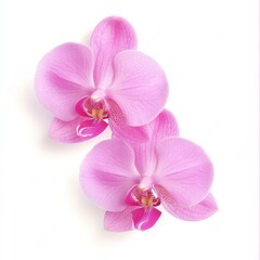 Obraz premium Two pink orchid flowers on a white background