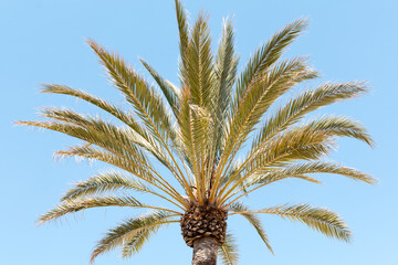 Palm Tree
