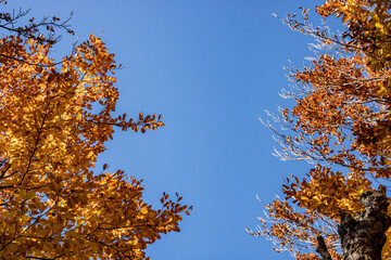  A stunning view of autumn treetops captured from below, with a bright blue sky in the center surrounded by vibrant yellow, orange, and green leaves, showcasing the beauty of fall.