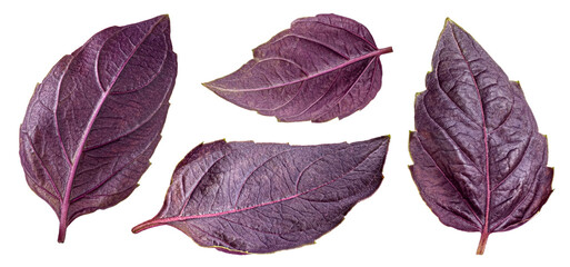 Purple basil leaves isolated on white background with clipping path