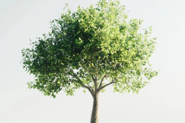 a tree with green leaves against a white background