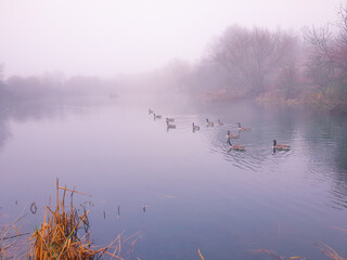 Morning fog sitting over a local pond.