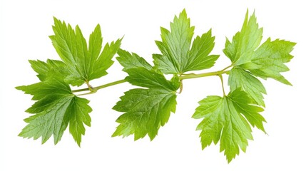 close up of fresh green leaves on a branch