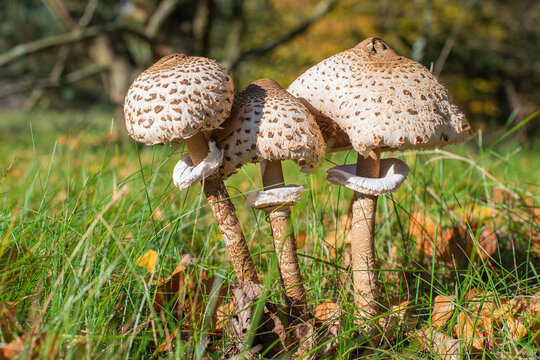 Closeup shot of three parasol mushrooms in autumnal conditions