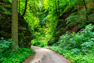 Obraz premium Pusty Zleb Valley in Moravian Karst showcases lush greenery along a winding path, inviting nature lovers to enjoy a peaceful trek through the vibrant forest.