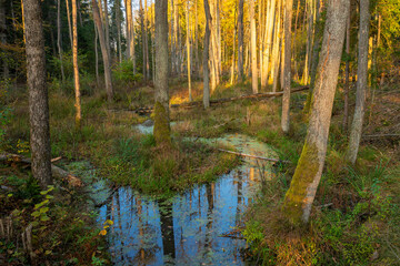 Nature landscape with mossy trees standing in a forest river