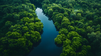 An aerial view of a river flowing through a green forest in Tuchola Natural Park.