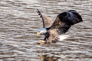 American bald eagle in flight, just before catching a fish on a river on a winter day in Iowa. 