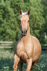 Fototapeta premium Palomino quarter horse running