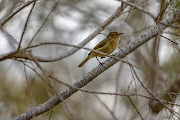 Canary Islands chiffchaff (Phylloscopus canariensis) sitting on a twig in a tree in Maspalomas, Gran Canaria, Spain