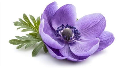 Obraz premium close-up of a purple anemone flower