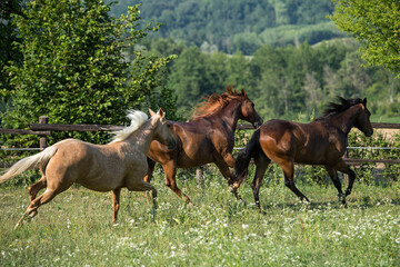 Three quarter horses gallopping in a field