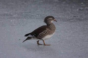 A female Mandarin Duck (Aix galericulata) on an icy lake in Britain