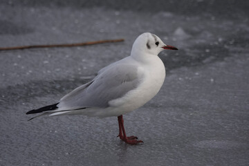 Fototapeta premium A Black-headed Gull (Chroicocephalus ridibundus) in winter plumage