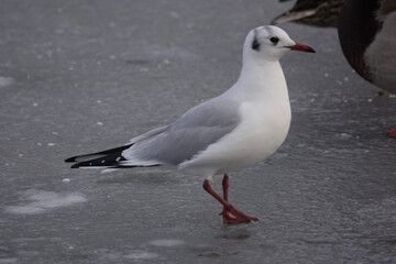 A Black-headed Gull (Chroicocephalus ridibundus) in winter plumage
