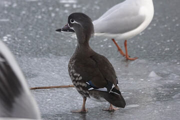 A female Mandarin Duck (Aix galericulata) on an icy lake in Britain