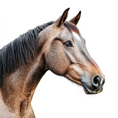 close up of a horse head