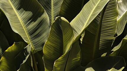 Obraz premium Lush Green Tropical Leaves Background Texture