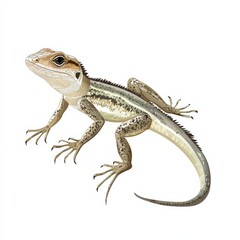 Fototapeta premium a lizard on a white background