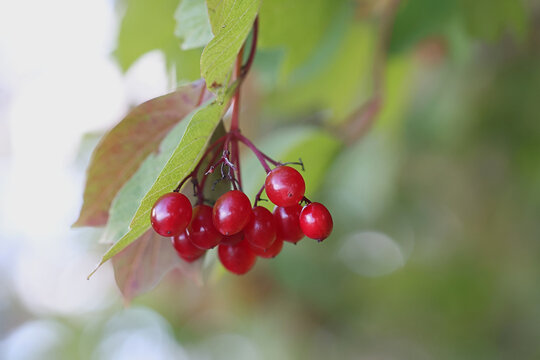 Berries of guelder rose, Viburnum opulus, commonly also known as water elder, snowball tree or common snowball, wild plant from Finland