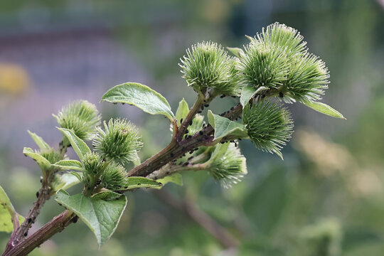 Arctium minus, commonly known as lesser burdoc, common burdock, button-bur, cuckoo-button or wild rhubarb