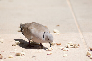 Eurasian Collared Dove