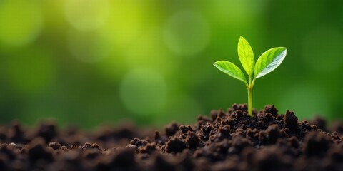 Naklejka premium New Growth A Tiny Sprout Emerging from Rich Soil in Bright Sunlight