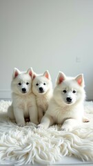 Three fluffy white puppies resting on soft carpet in bright room