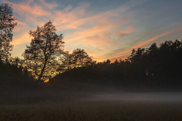 Obraz premium Majestic twilight with silhouetted trees and foggy meadow