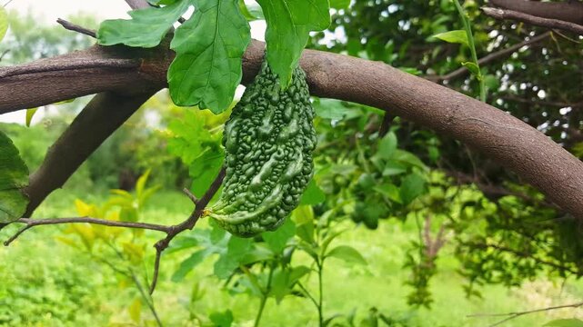  Bitter gourd fruits bearing plant ,Momordica charantia (commonly called bitter melon, cerassee, goya, bitter apple,  bitter squash, balsam-pear, karavila 