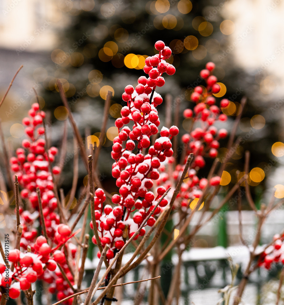 Wall mural branch with red berries