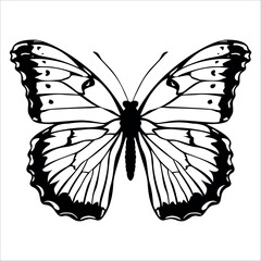Black monochrome Butterfly Silhouette Vector illustration