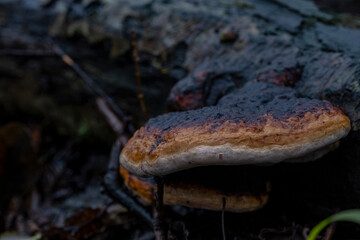 mushroom tinder with the Latin name Fomitopsis pinicola in the autumn forest