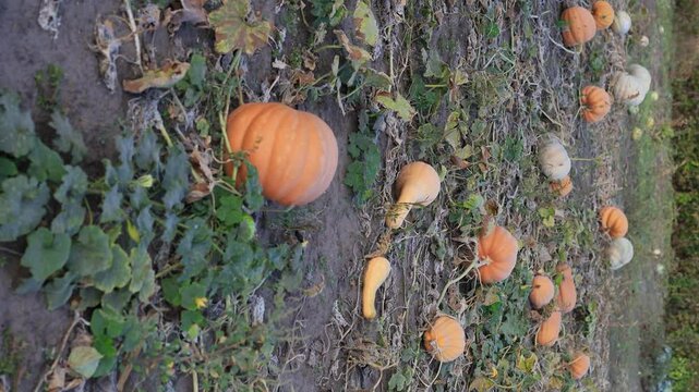 Wander through a lively pumpkin patch under the autumn sky, where a variety of pumpkins await harvest just in time for Halloween celebrations