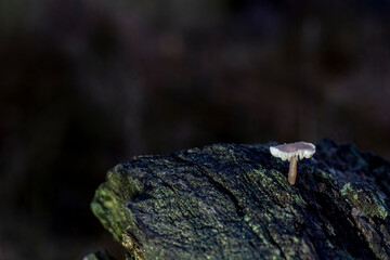 Mycena tintinnabulum grow on wood
