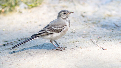 sparrow on the ground